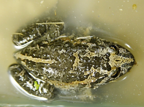 עגולשון שחור גחון(צילום: דרור גלילי)